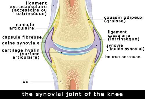 articulation synoviale du genou