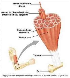 Les fibres musculaires