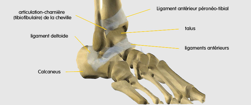 Anatomie du pied et de la cheville